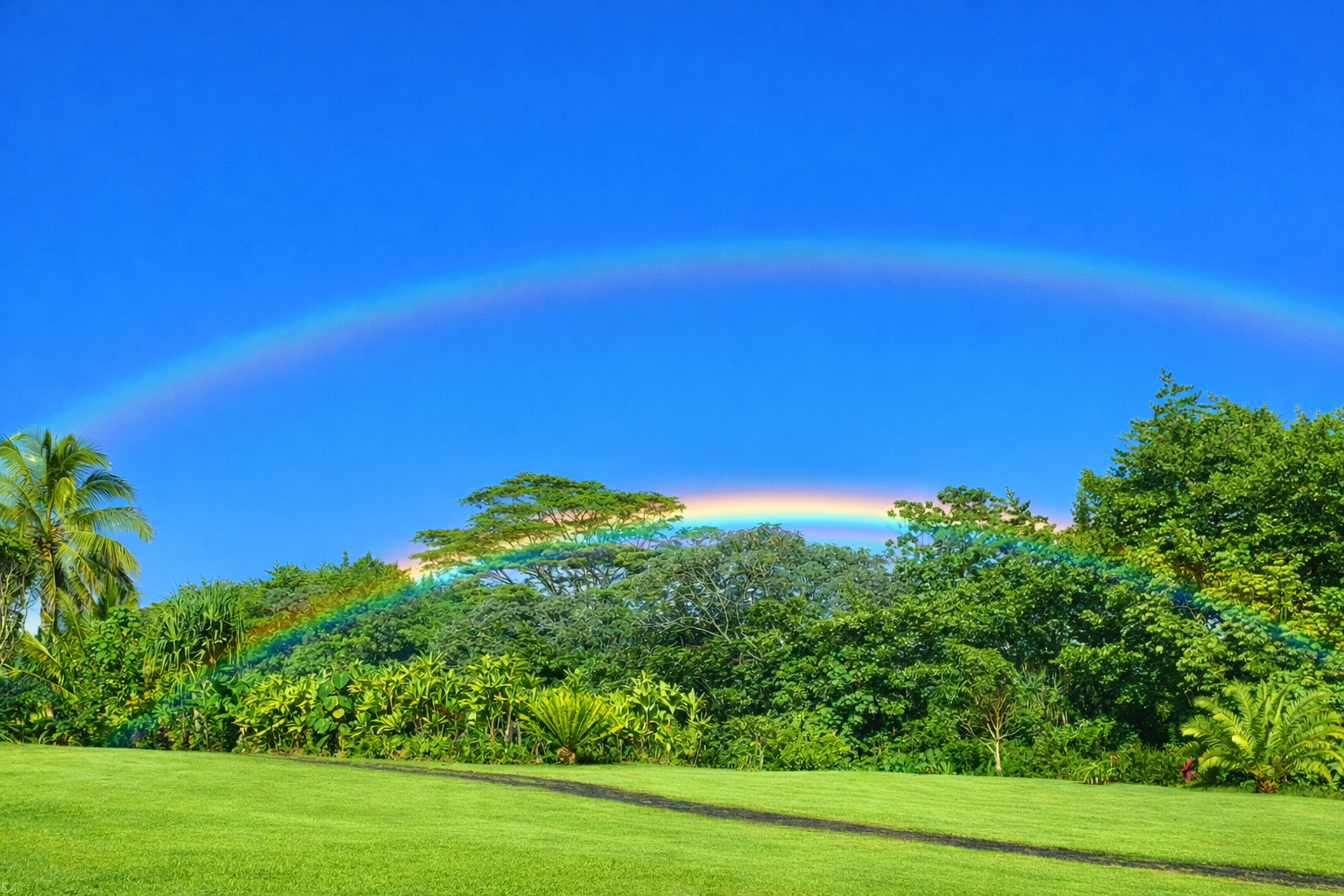 Double rainbow arching over lush tropical rainforest at Wild Blue Waters